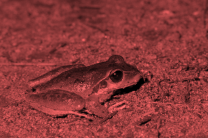 Stony-creek Frog